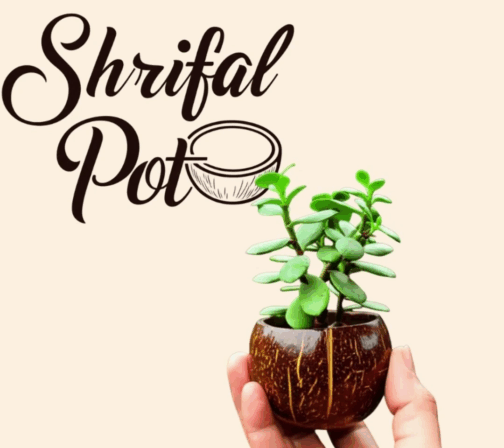 Shrifal | Narial Pot